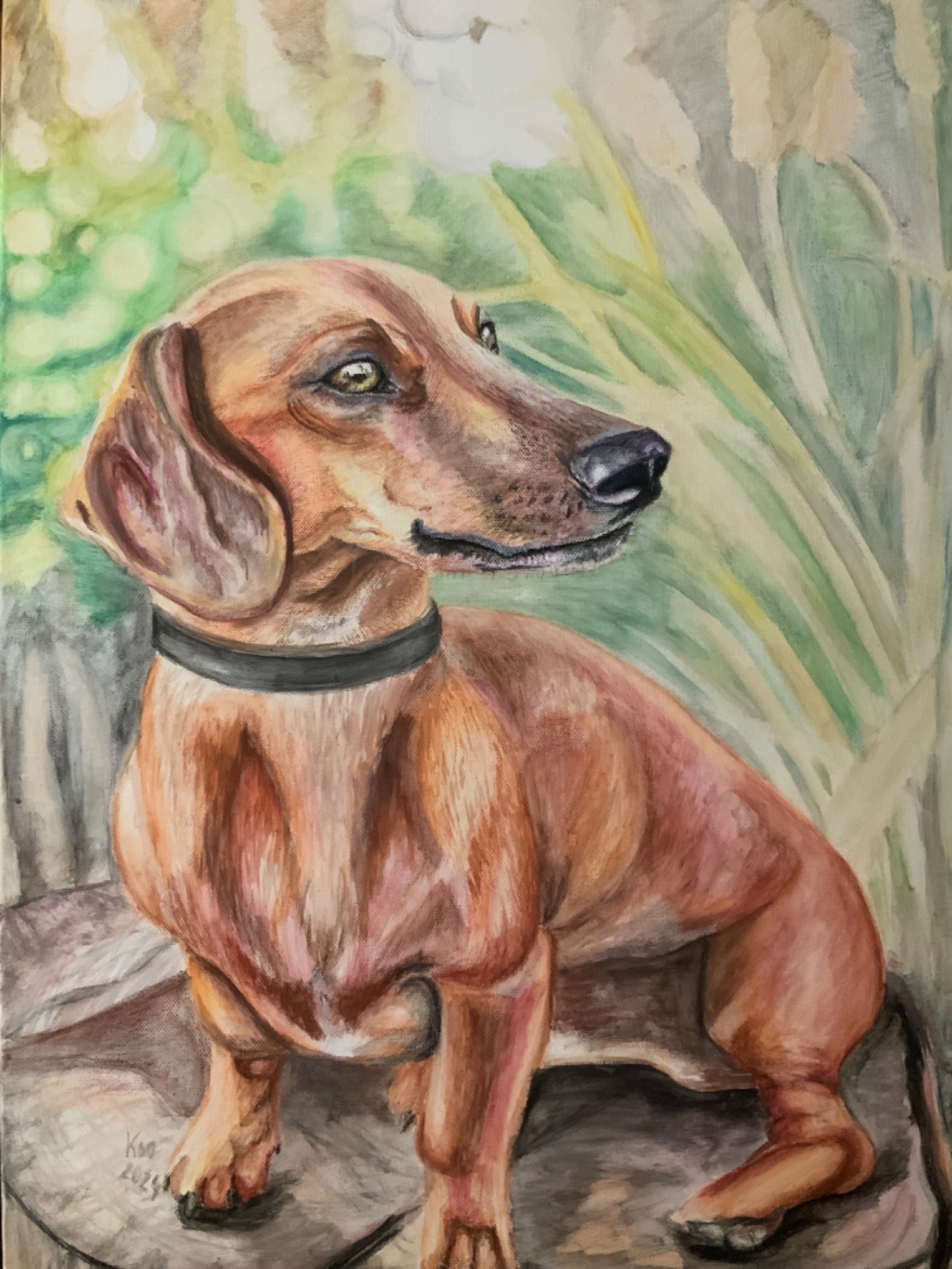 Jezevčík na přání, 2024